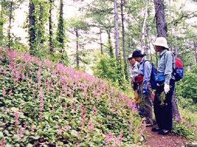 写真：白旗山・有明の滝都市環境林