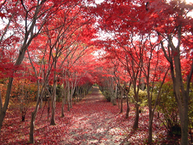 写真：平岡樹芸センター