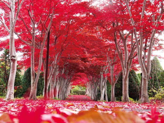 平岡樹芸センター