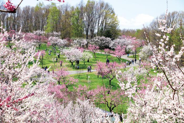平岡公園