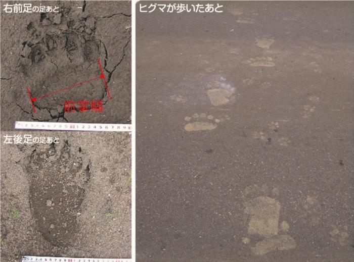 足跡(ヒグマ)
