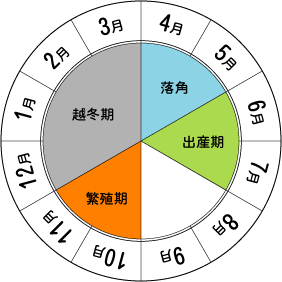 エゾシカのライフサイクル