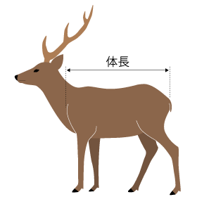 エゾシカの体長