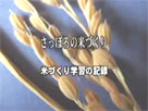 札幌の米づくり2
