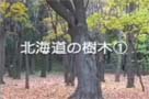 北海道の樹木