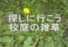 探しに行こう～校庭の草花