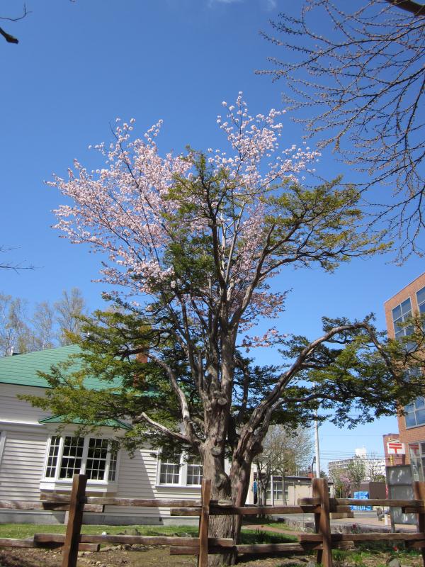 オンコ桜