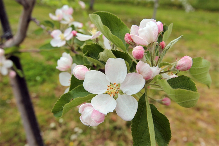 リンゴの花 札幌市南区