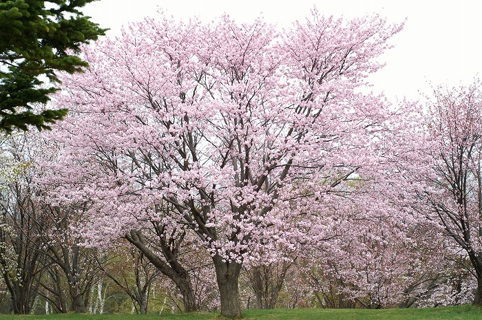 真駒内公園の桜の木