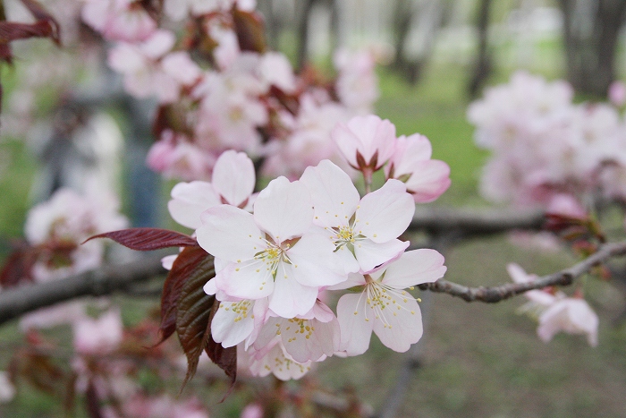 真駒内公園の桜の花