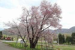 二美桜