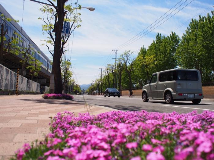 美しい花が彩る道