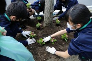 花壇に花を植える様子4