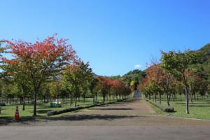紅葉始めの桜の木
