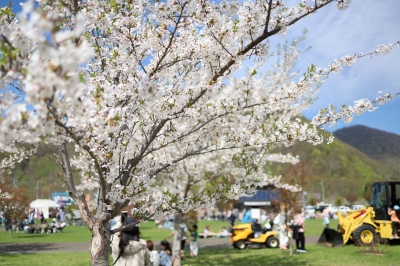 小金湯さくらの森の桜