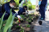 地下鉄真駒内駅前・南区役所周辺の花壇に花を移植する美化活動