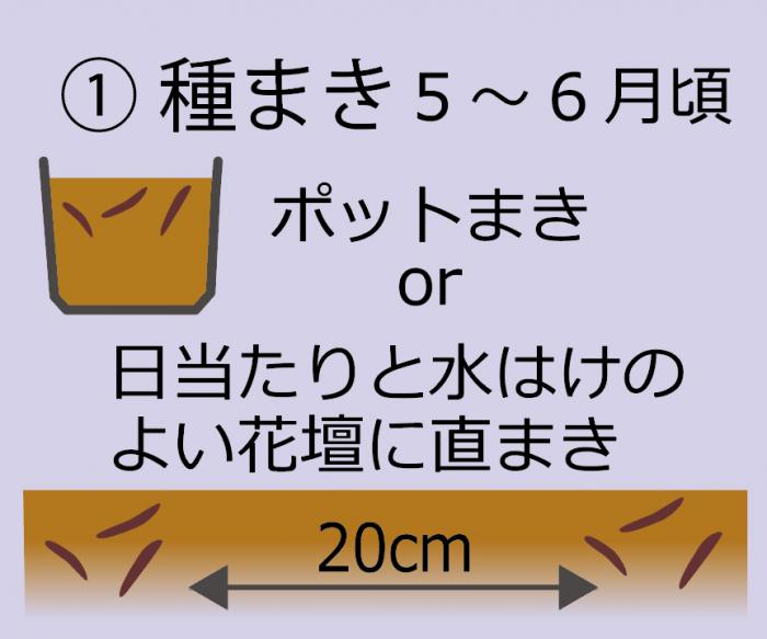 種まき