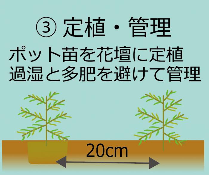 定植