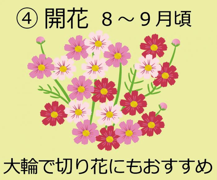 開花