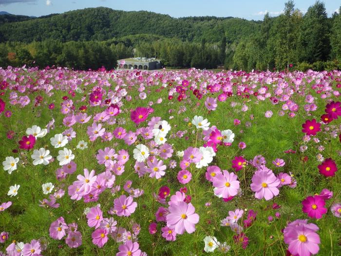 滝野すずらん丘陵公園のコスモス