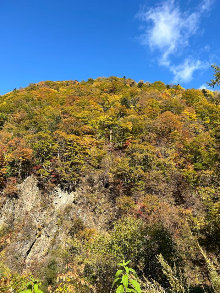 ベルジネ紅葉