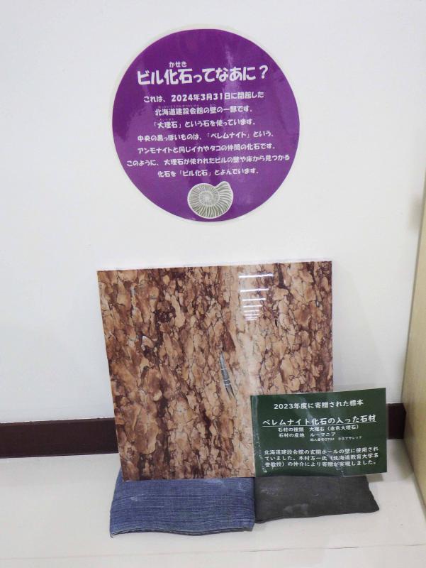 活動報告展寄贈標本ベレムナイト化石の入った石材