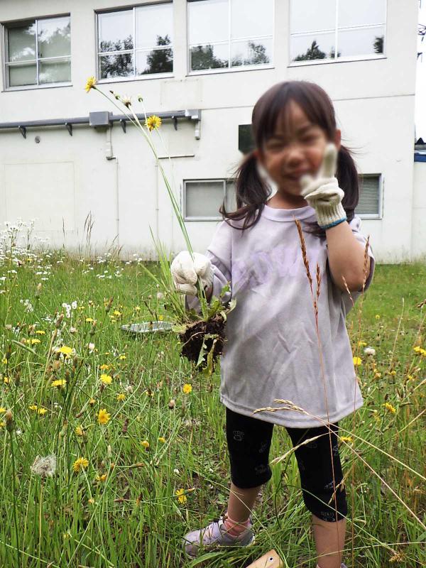 植物を採集している様子。