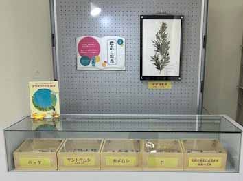標本と絵本の展示の様子