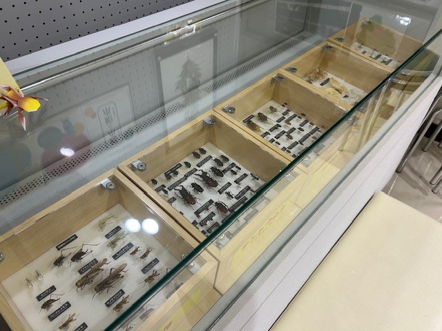 昆虫標本の展示