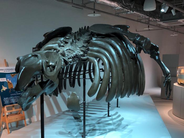 AOAOに展示中のサッポロカイギュウ