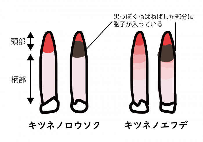 キツネノロウソク、キツネノエフデのイラスト