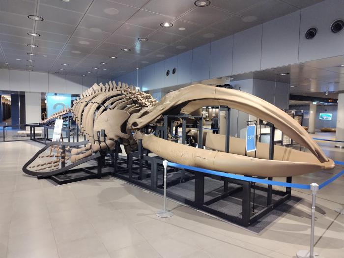 クジラ化石復元骨格標本