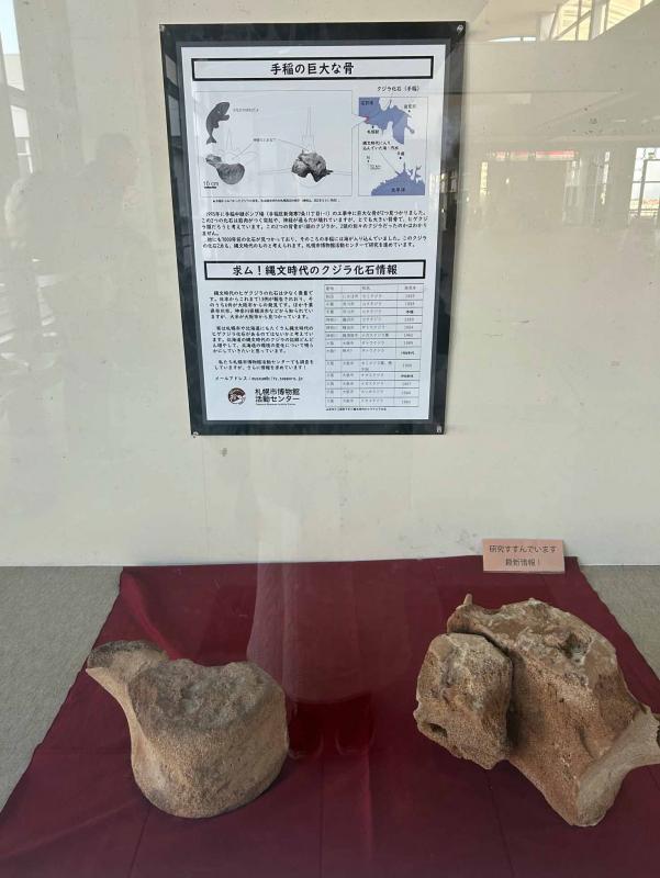 手稲で見つかったクジラの化石