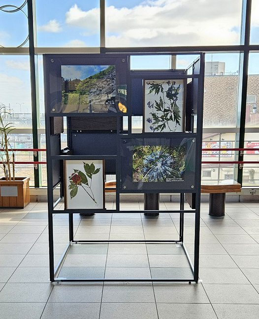 手稲山での植物調査の展示