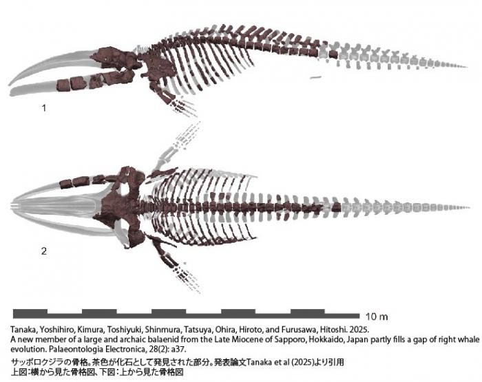 サッポロクジラの骨格図と論文名