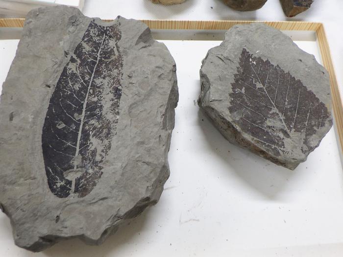 成田学芸員が見せてくれた植物化石の一例