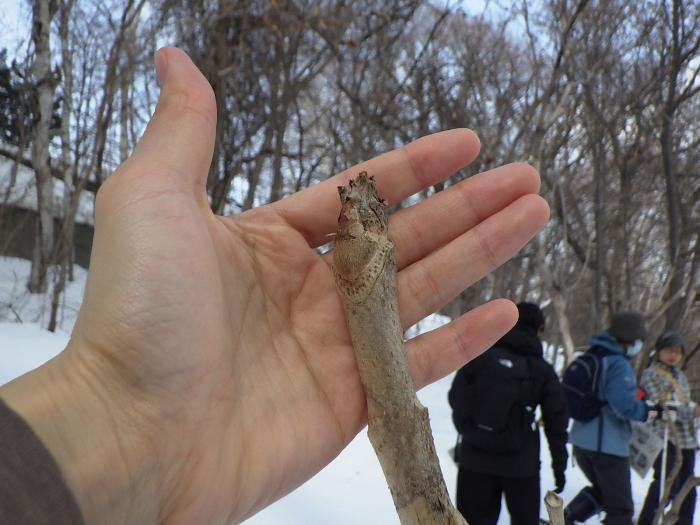 タラノキの冬芽