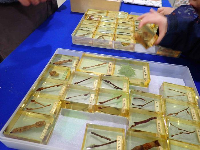 屋内で冬芽のアクリル標本を観察する様子