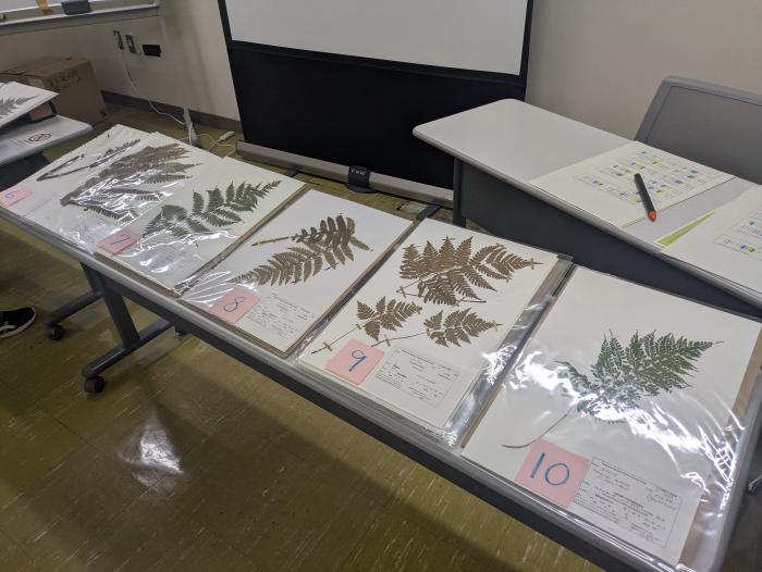シダ標本