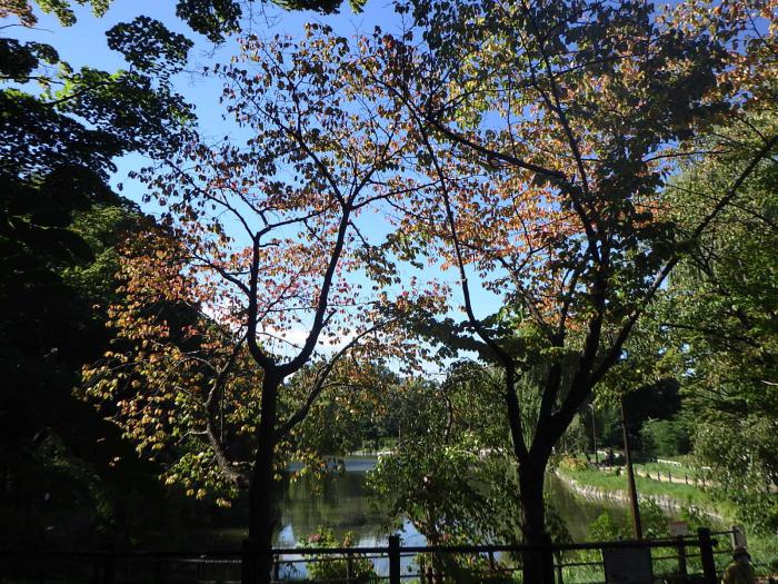 紅葉