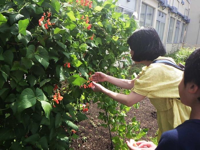花豆の花を採集しているところ