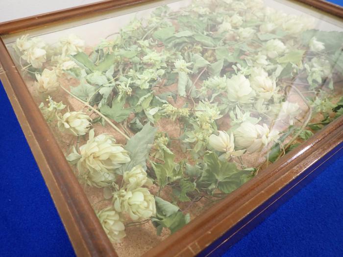 ビールの原料の一つであるホップ