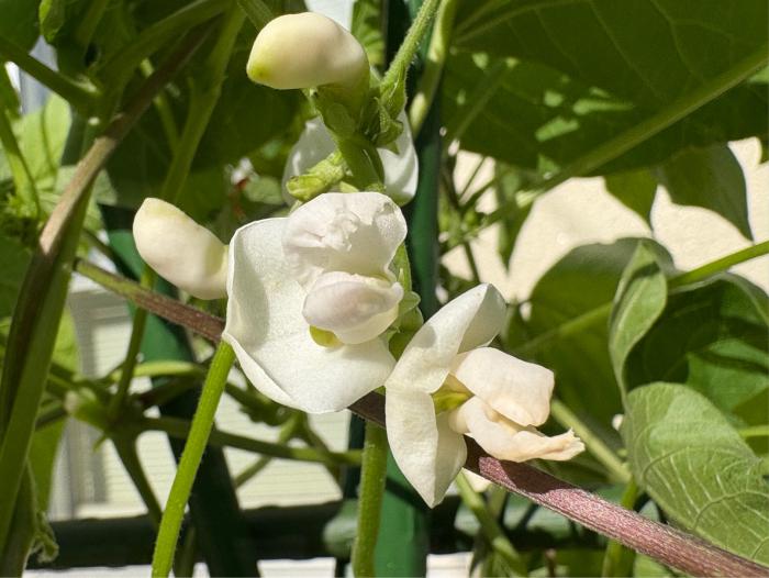 白い花豆