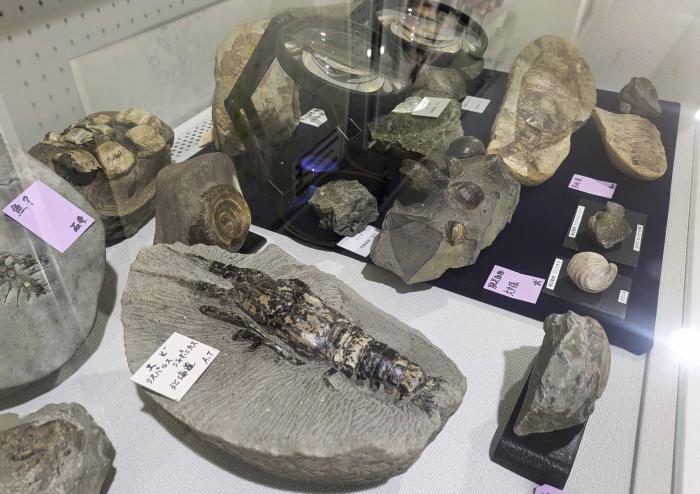 いろいろ化石コレクション展展示風景