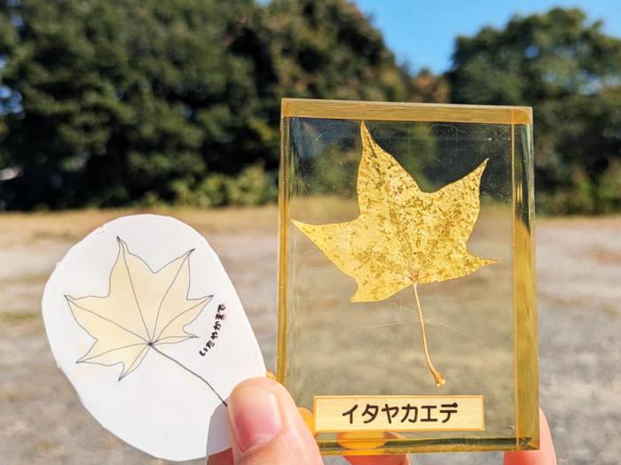 イタヤカエデ
