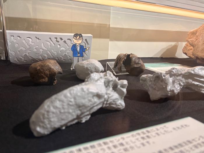 サッポロクジラの耳の骨のレプリカと田中学芸員の人形