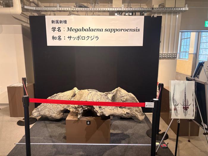 新種として発表された学名と、後頭部化石のレプリカ