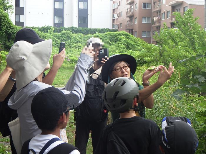 ガガイモを解説する山崎学芸員
