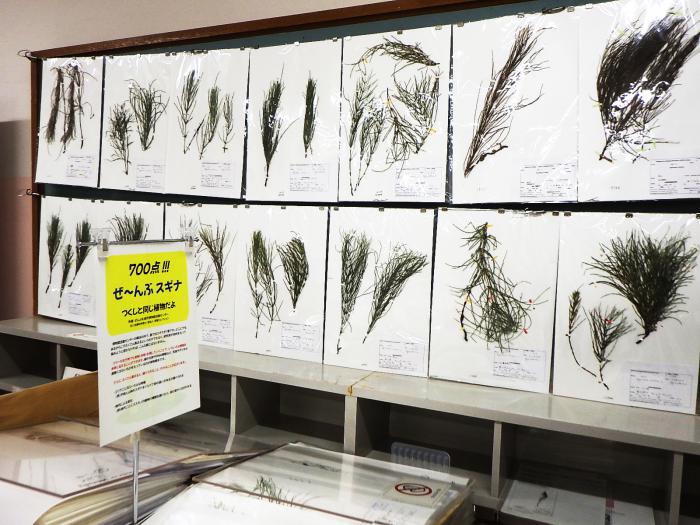 スギナの標本を壁に貼ってある様子