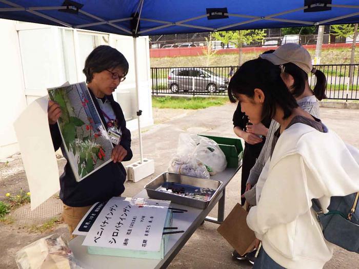 花豆について解説している様子。